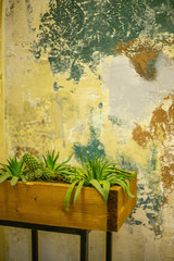 old wall with flowers