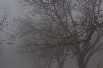 arboles de nogal con neblina