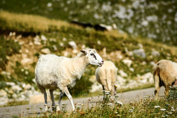 Fototapeta premium Sheep grazing in meadows in the Durmitor Mountains in Montenegro.