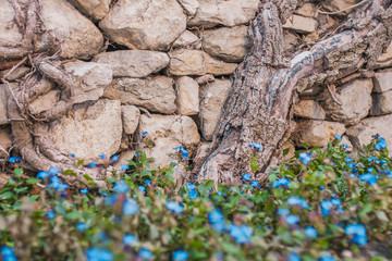 Blue wild flowers on a background of a stone antique wall