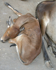 sleeping calf - 236310150