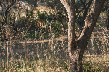 Old olive trees with crooked trunks - a centuries-old abandoned olive garden