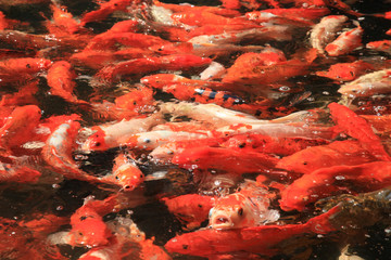 Obraz na płótnie Canvas swarm of koi fish