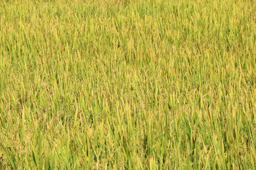 harvest golden organic rice plant farm background.