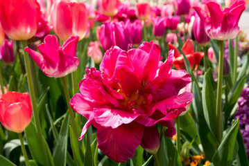 tulips - 236310901