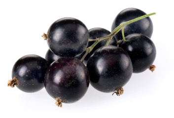 SPRIG OF BLACKCURRANTS