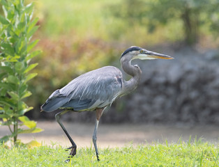 Great Blue Heron walking