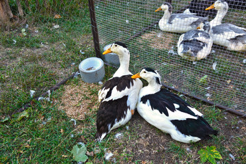 Breeding geese in the cage