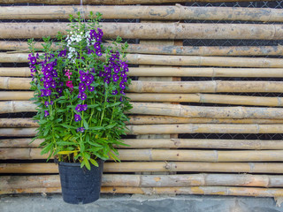 flower plant on pot hanging on bamboo wall background.