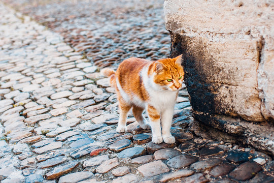 A Lonely Red Cat With Big Green Eyes Lurking Around The Corner Of The Building