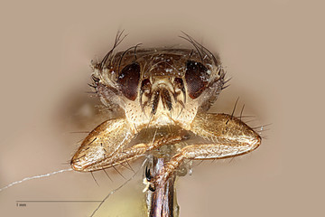 Microlynvhia pusilla sp. 10x magnification dorsal scale