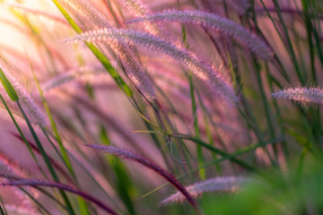 Blurred green grass with sun light , Wild grass's natural background.