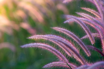 Blurred green grass with sun light , Wild grass's natural background.