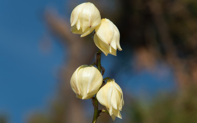 Yucca gloriosa