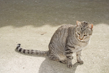 cat sitting sunbathing