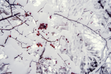 Natural background, landscape: snow-covered forest on a winter day