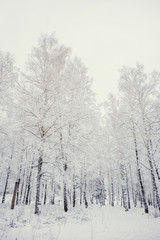 Natural background, landscape: snow-covered forest on a winter day