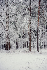 Natural background, landscape: snow-covered forest on a winter day