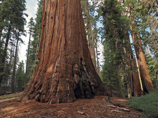 Giant Sequoia (Sequoiadendron giganteum) at General Grant Grove, Kings Canyon National Park, California, USA