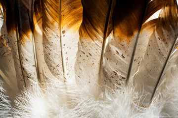 Close up photo of Native American Indian feathers from a headdress costume.