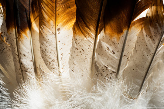 Close up photo of Native American Indian feathers from a headdress costume.