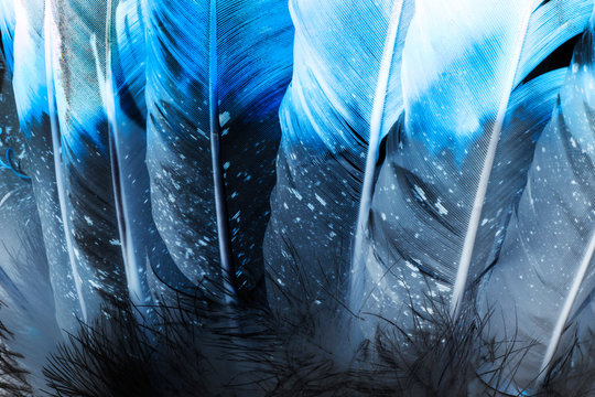 Native American Indian Feathers in blue.