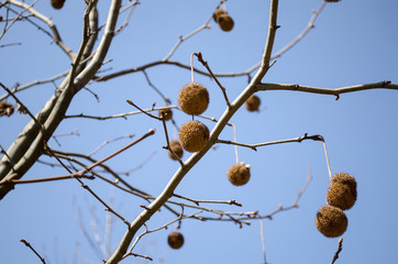 dry tree in winter