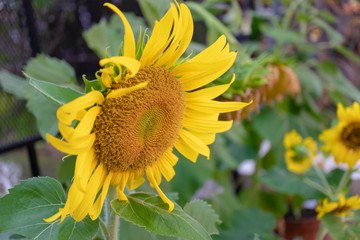 Sunflower in the garden