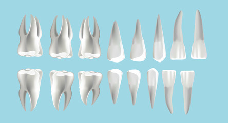 location and order of human teeth, types of dentist numbering