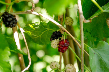 berry on a branch