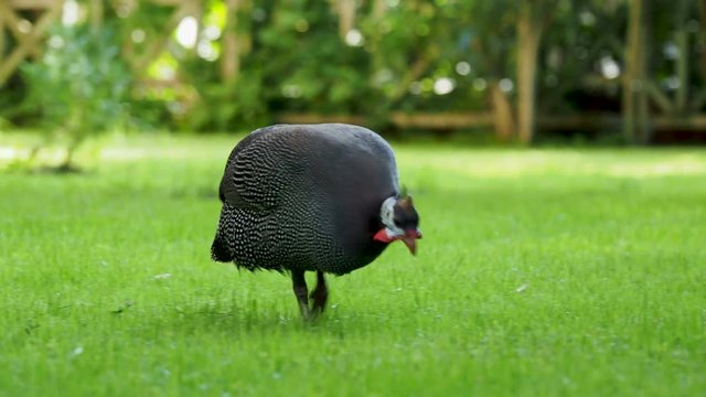 Helmeted guineafowl Numida meleagris looking for food in green grass lawn.