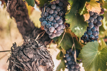 Vintage Season - Grape Industry in France