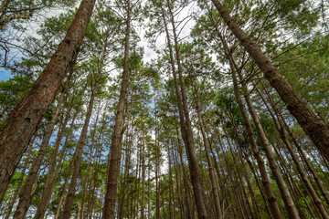 Obraz premium Tall pine trees