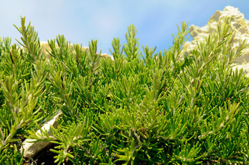 WILD ROSEMARY,MINORCA,SPAIN