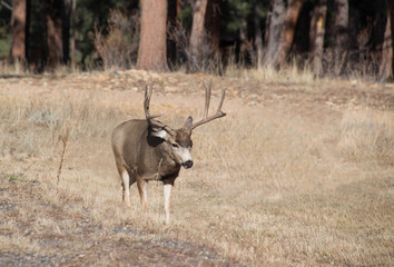 Buck mule deer with large antlers walking through golden field meadow