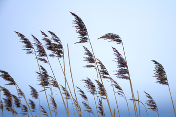 Obraz premium Winter landscape with dry reeds against cloudly sky