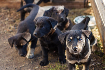 Homeless dogs, little puppy looks up at the camera
