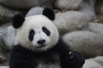 Lovely Face of Fluffy Panda © foreverhappy