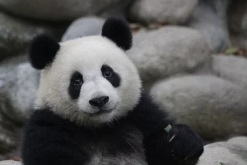 Gardinen Panda Schönes Gesicht des flauschigen Pandas  © foreverhappy