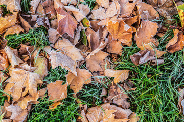 Autumn leaves covered with ice, concept of fall and winter