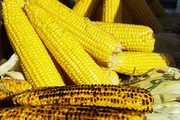 tasty grilled and raw corn at sunlight