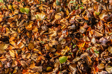 Autumn leaves background, concept of autumn