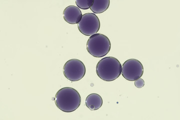 Lilac bubbles