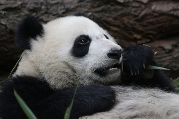 Obraz na płótnie Canvas Close up Panda Face in China