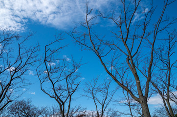 冬の木立と青空