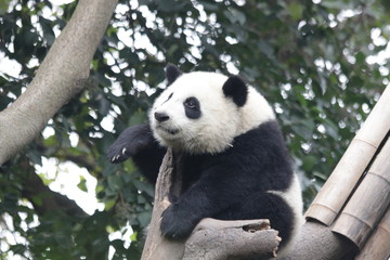 Fototapeta premium Słodka puszysta panda, Dujiangyan, Chiny