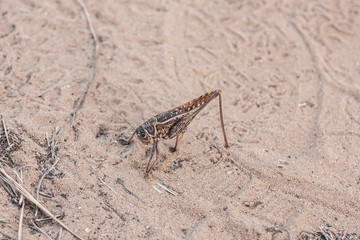 Large grasshopper cricket