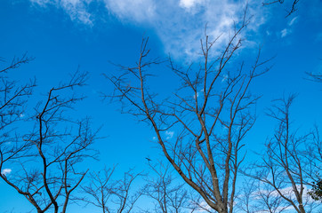 冬の木立と青空