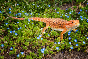 agama jaszczurka © Piotr