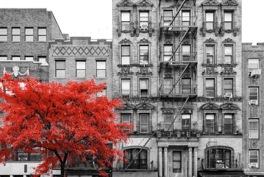 Red tree in black and white street scene in the East Village of Manhattan in New York City © deberarr